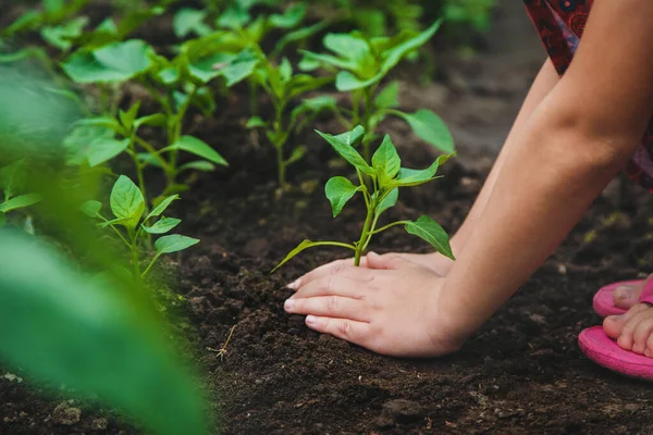 Seorang Anak Menanam Tanaman Lada Kebun Fokus Selektif Alam — Stok Foto