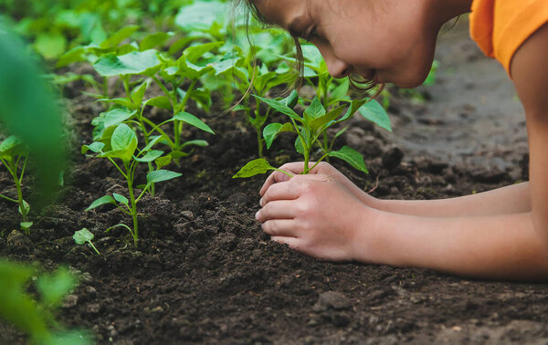 A child plants a pepper plant in the garden. Selective focus. Nature.