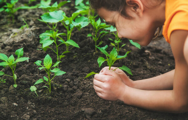 A child plants a pepper plant in the garden. Selective focus. Nature.