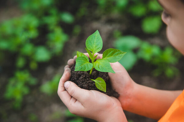 A child plants a pepper plant in the garden. Selective focus. Nature.