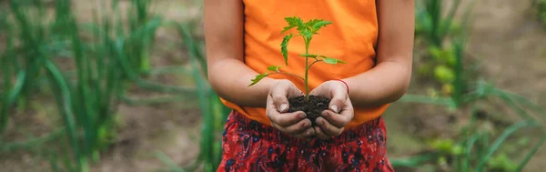Het Kind Plant Een Tomatenplant Tuin Selectieve Focus Natuur — Stockfoto