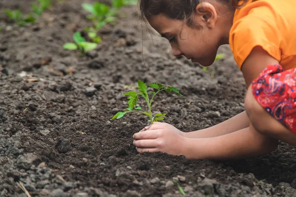 Anak Itu Menanam Tanaman Tomat Kebun Fokus Selektif Alam — Stok Foto