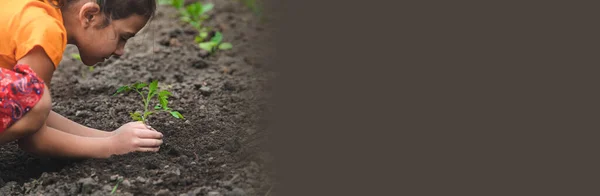 Het Kind Plant Een Tomatenplant Tuin Selectieve Focus Natuur — Stockfoto