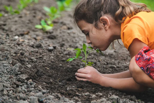 Anak Itu Menanam Tanaman Tomat Kebun Fokus Selektif Alam — Stok Foto