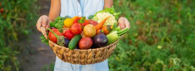 Bir çocuk elinde sebze hasadı tutuyor. Seçici odaklanma. Doğa.