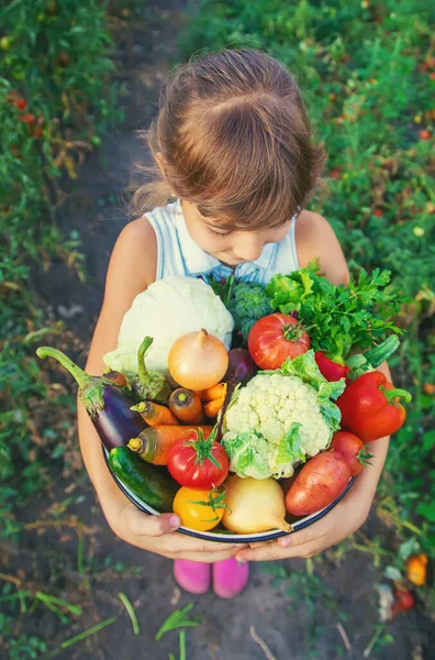 Ένα Παιδί Κρατά Μια Συγκομιδή Λαχανικών Στα Χέρια Του Επιλεκτική — Φωτογραφία Αρχείου