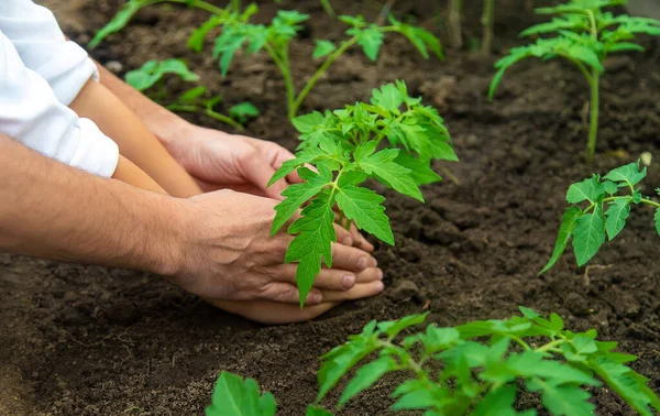 Pai Filho Estão Plantando Uma Planta Jardim Foco Seletivo Natureza — Fotografia de Stock