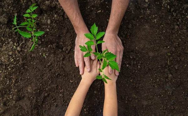 父と子は庭に植物を植えます 選択的フォーカス — ストック写真