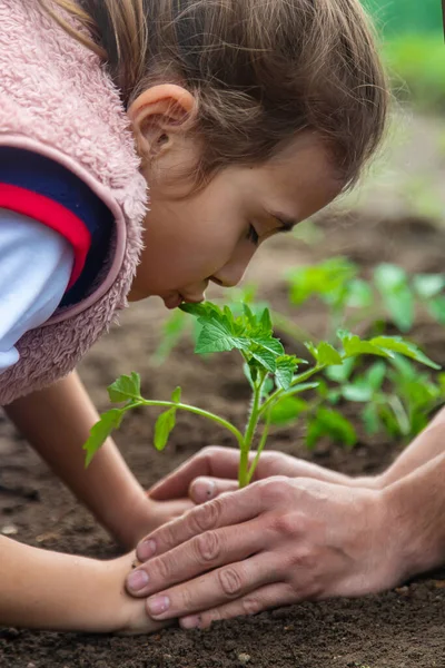 Ayah Dan Anak Menanam Tanaman Kebun Fokus Selektif Alam — Stok Foto