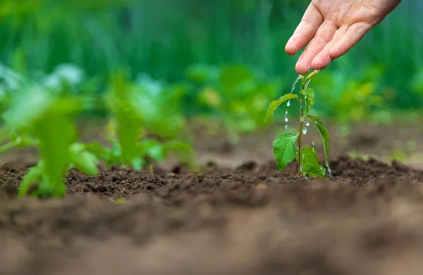 Uomo Sta Innaffiando Una Pianta Nel Giardino Concentrazione Selettiva Natura — Foto Stock