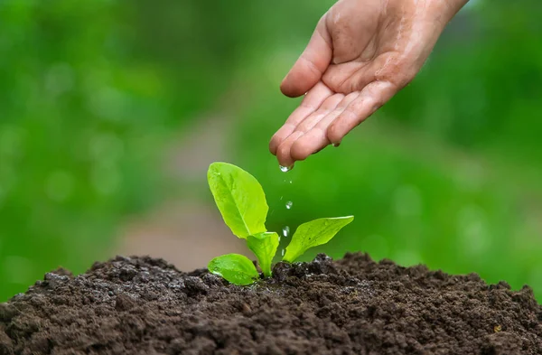 孩子正在给花园里的植物浇水 有选择的重点 — 图库照片