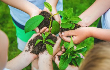 Çocuklar ekmek için bitkileri ellerinde tutarlar. Seçici odaklanma. Doğa.