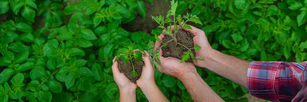 Father Daughter Planting Seedlings Garden Selective Focus Nature — Stock Photo, Image
