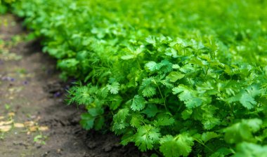 Dill, maydanoz ve kişniş bahçede yetişir. Seçici odaklanma. Doğa.