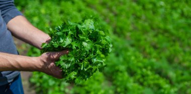 Bahçedeki bir adamın ellerinde Cilantro. Seçici odaklanma. Yiyecek..
