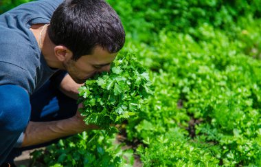 Bahçedeki bir adamın ellerinde Cilantro. Seçici odaklanma. Yiyecek..