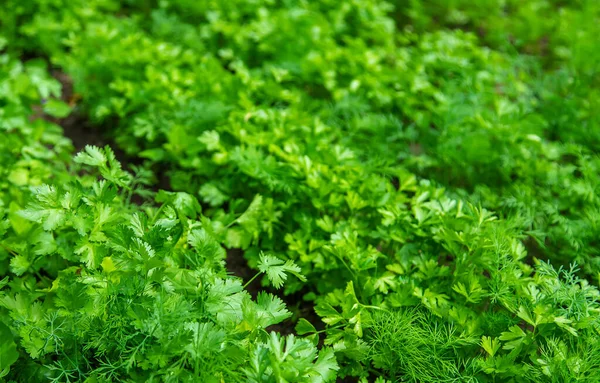 Dill Petersilie Und Koriander Wachsen Garten Selektiver Fokus Natur — Stockfoto