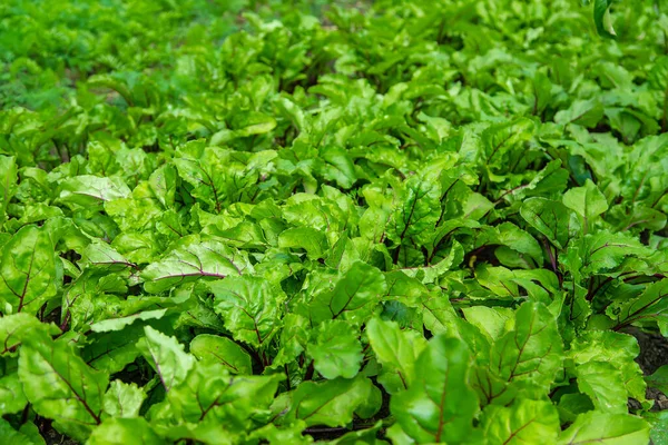 Beets Grow Garden Selective Focus Nature — Stock Photo, Image