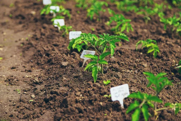 Tomates Mudas Crescendo Jardim Foco Seletivo Natureza — Fotografia de Stock