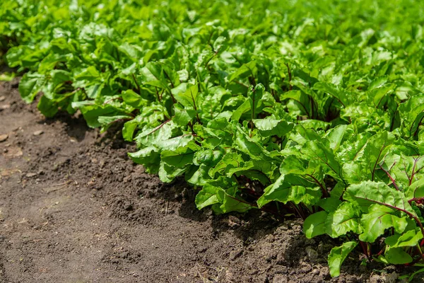 Garten Wachsen Rüben Selektiver Fokus Natur — Stockfoto