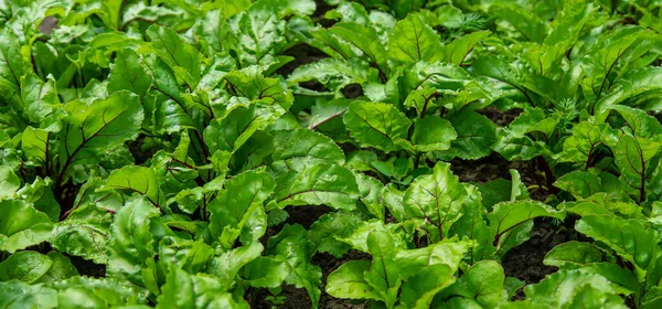 Barbabietole Crescono Giardino Concentrazione Selettiva Natura — Foto Stock