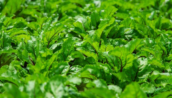 Garten Wachsen Rüben Selektiver Fokus Natur — Stockfoto