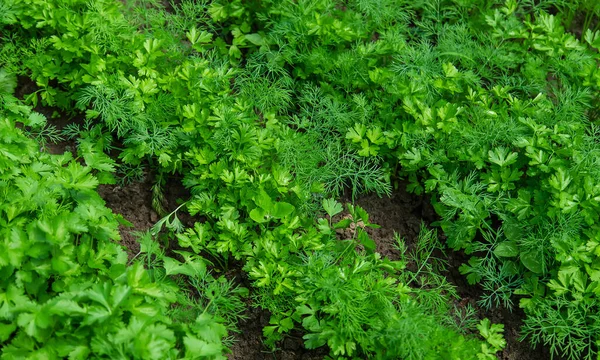 Dill Petersilie Und Koriander Wachsen Garten Selektiver Fokus Natur — Stockfoto