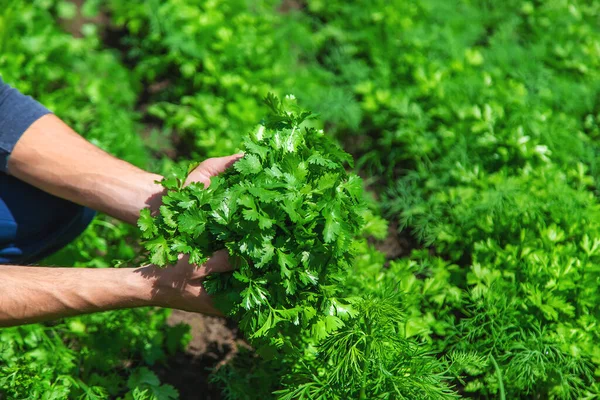 Bahçedeki bir adamın ellerinde Cilantro. Seçici odaklanma. Yiyecek..
