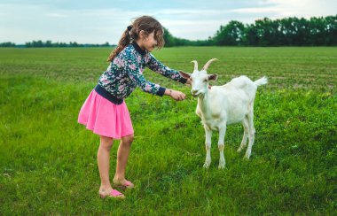 Çocuk çayırdaki keçiyi besler. Seçici odaklanma. Çocuk.