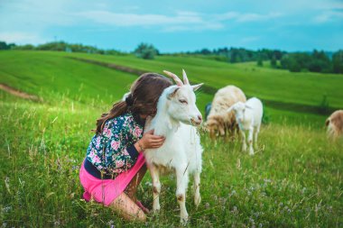 Çocuk çayırdaki keçiyi besler. Seçici odaklanma. Çocuk.