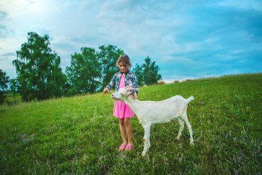 Çocuk çayırdaki keçiyi besler. Seçici odaklanma. Çocuk.