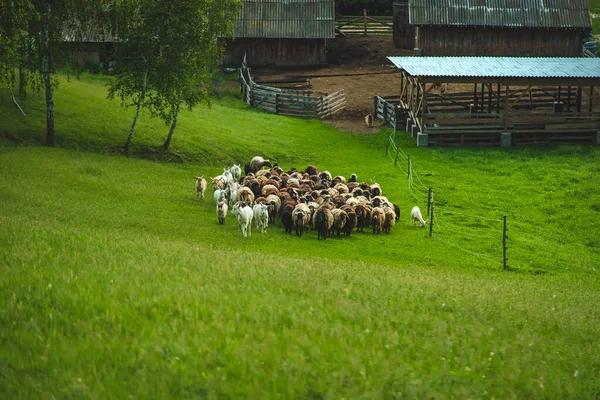 Ovelhas Cabras Pastam Prado Foco Seletivo Natureza — Fotografia de Stock