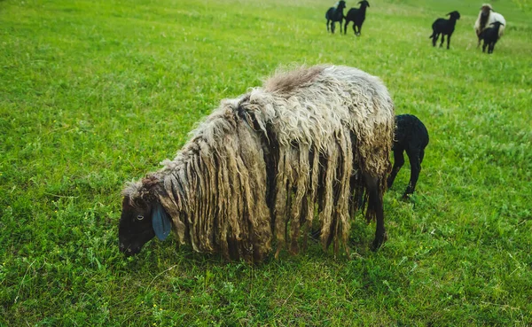 Sheared Sheep Meadow Selective Focus Nature — Stock Photo, Image