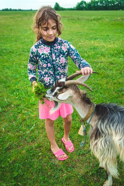 子供は牧草地でヤギに餌をやる 選択的フォーカス キッド — ストック写真