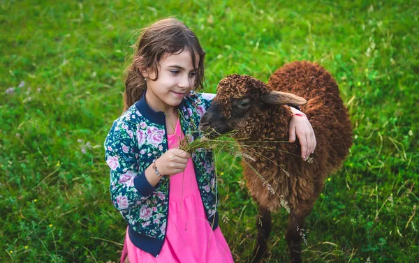 孩子在草地上喂羊 有选择的重点 — 图库照片