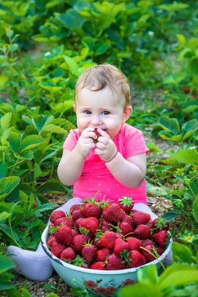 Baby Eet Aardbeien Tuin Selectieve Focus Zomer — Stockfoto