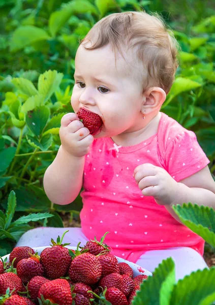 Baby Eet Aardbeien Tuin Selectieve Focus Zomer — Stockfoto