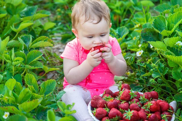 Bebé Come Fresas Jardín Enfoque Selectivo Verano — Foto de Stock