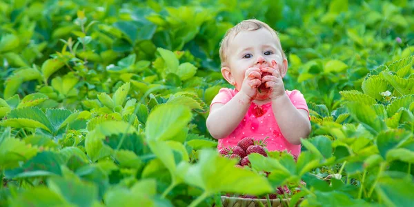Baby Frisst Erdbeeren Garten Selektiver Fokus Sommer — Stockfoto