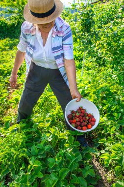 Büyükannem bahçede çilek topluyor. Seçici odaklanma. Doğa.
