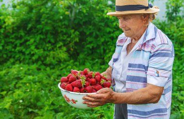 Büyükannem bahçede çilek topluyor. Seçici odaklanma. Doğa.