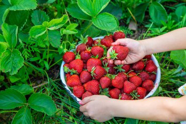 Çocuk bahçeden çilek topluyor. Seçici odaklanma. Doğa.