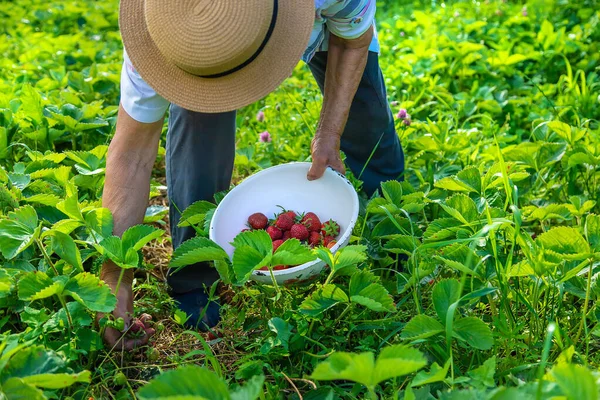 Büyükannem Bahçede Çilek Topluyor Seçici Odaklanma Doğa — Stok fotoğraf