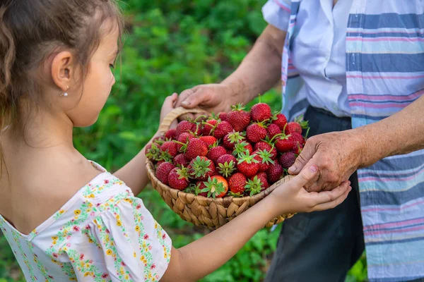 子供と祖母は庭でイチゴを選ぶ 選択的フォーカス キッド — ストック写真