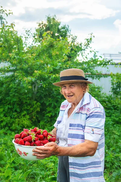 Grandmother Picking Strawberries Garden Selective Focus Nature — Stock Photo, Image