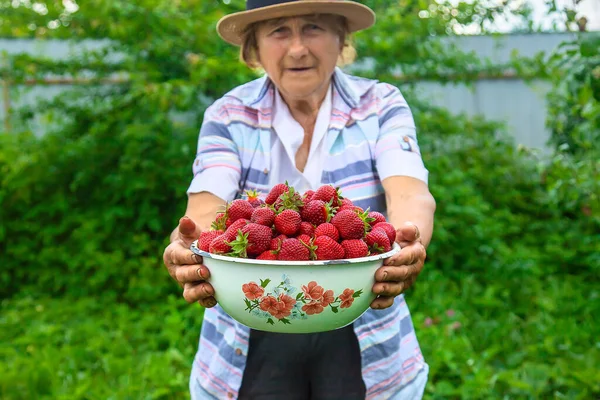 Grandmother Picking Strawberries Garden Selective Focus Nature — Stock Photo, Image