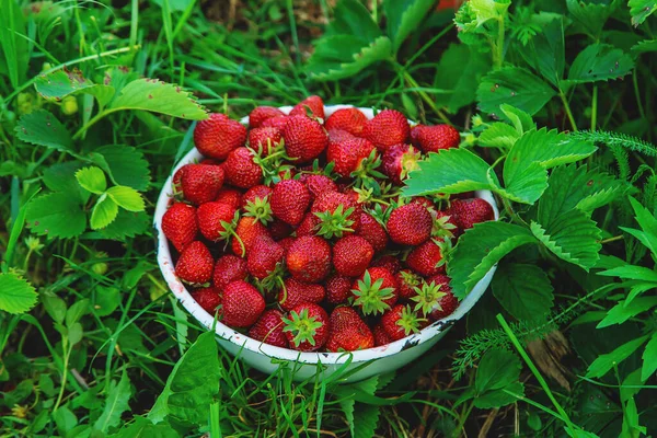 Raccogli Fragole Cesto Giardino Concentrazione Selettiva Alimenti — Foto Stock