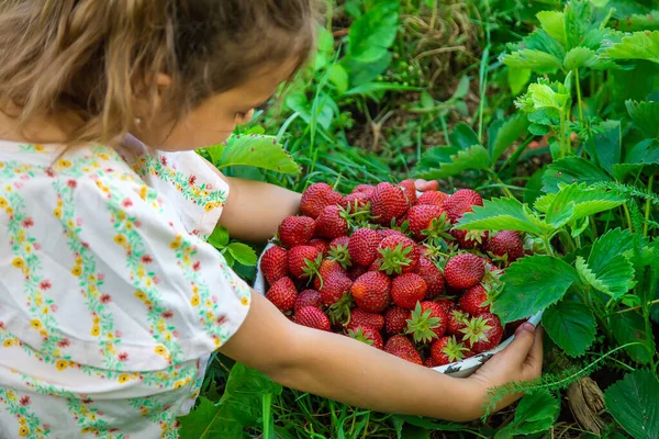 Niño Recoge Fresas Jardín Enfoque Selectivo Naturaleza —  Fotos de Stock