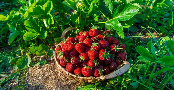 Raccogli Fragole Cesto Giardino Concentrazione Selettiva Alimenti — Foto Stock