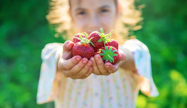 Das Kind Pflückt Erdbeeren Garten Selektiver Fokus Natur — Stockfoto